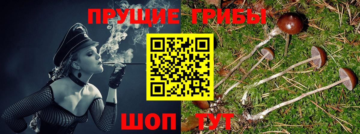 Псилоцибиновые грибы GOLDEN TEACHER Одинцово